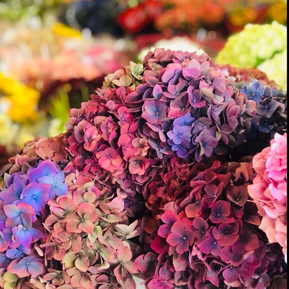 Meet your Posher, Elizabeth - Picture 1 of 1